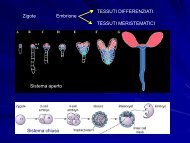 Chimere e coltura in vitro - gruppove.net