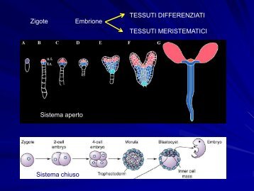 Chimere e coltura in vitro - gruppove.net