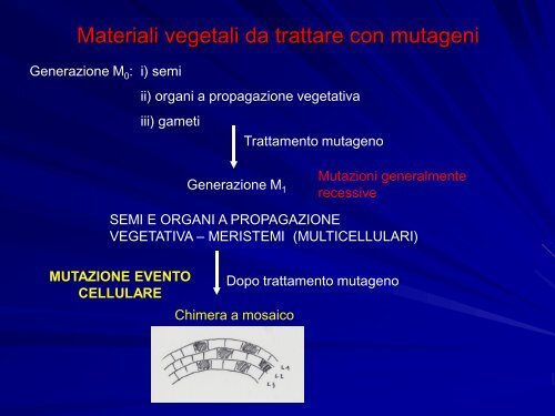 Chimere e coltura in vitro - gruppove.net