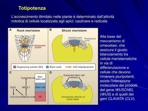 Chimere e coltura in vitro - gruppove.net