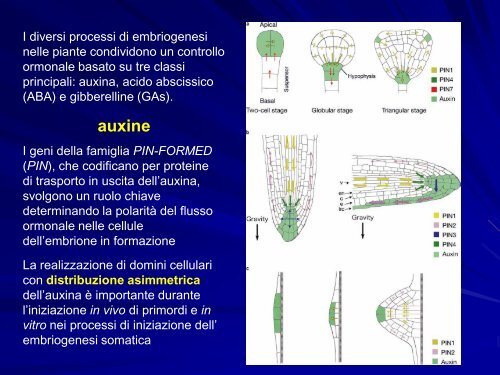 Chimere e coltura in vitro - gruppove.net