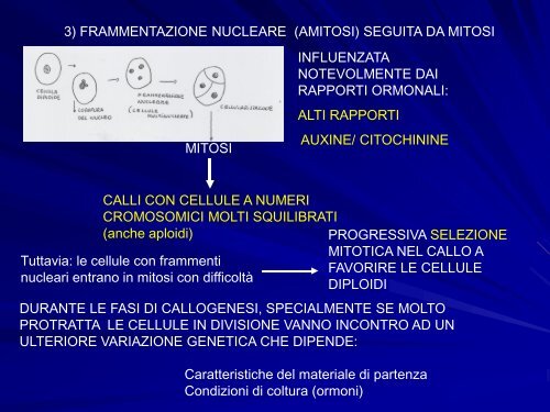 Chimere e coltura in vitro - gruppove.net