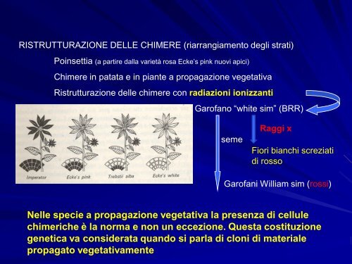 Chimere e coltura in vitro - gruppove.net