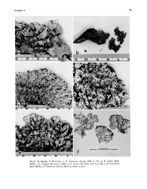 A Monograph of the Lichen Genus Parmelina Hale - Smithsonian ...