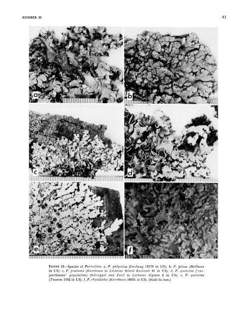 A Monograph of the Lichen Genus Parmelina Hale - Smithsonian ...