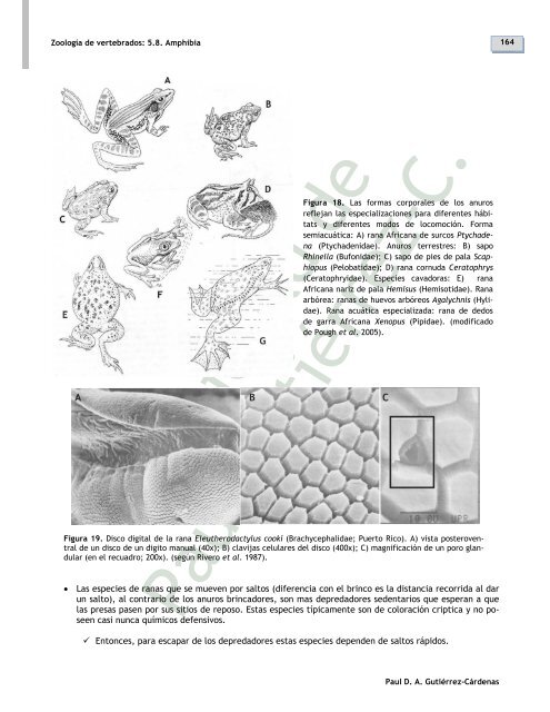 5.8. Clase Amphibia - Zoología de vertebrados