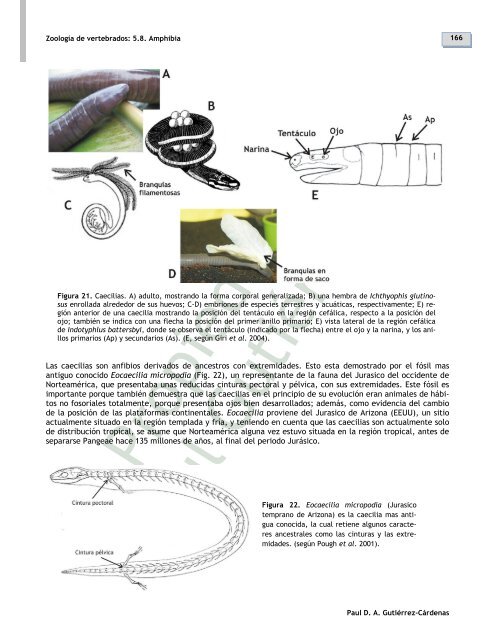 5.8. Clase Amphibia - Zoología de vertebrados