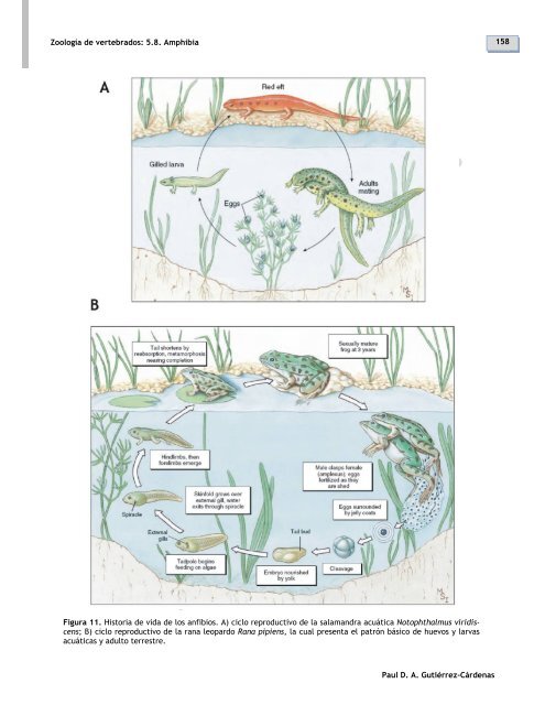 5.8. Clase Amphibia - Zoología de vertebrados