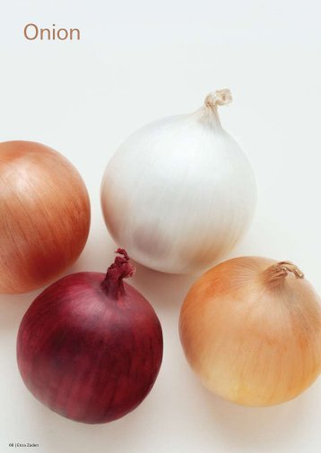 Onion - Enza Zaden