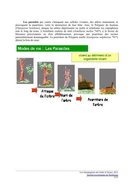 LES CHAMPIGNONS DES FORÊTS D'ALSACE - CRDP