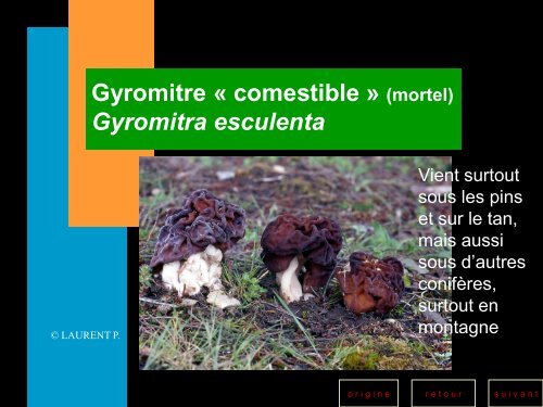 Les champignons toxiques - Société Mycologique des Hautes Vosges