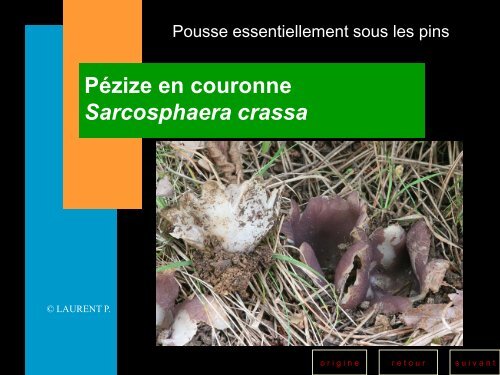 Les champignons toxiques - Société Mycologique des Hautes Vosges