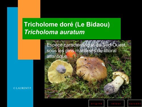 Les champignons toxiques - Société Mycologique des Hautes Vosges