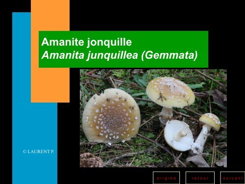 Les champignons toxiques - Société Mycologique des Hautes Vosges