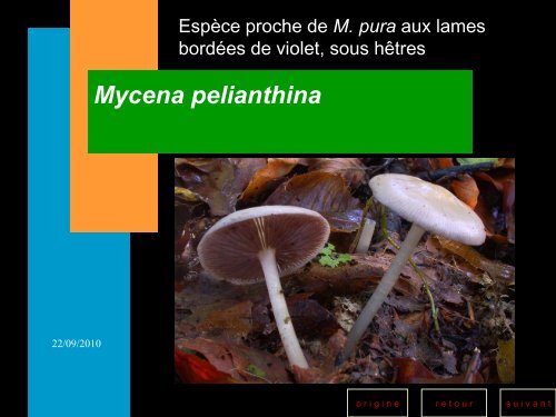 Les champignons toxiques - Société Mycologique des Hautes Vosges