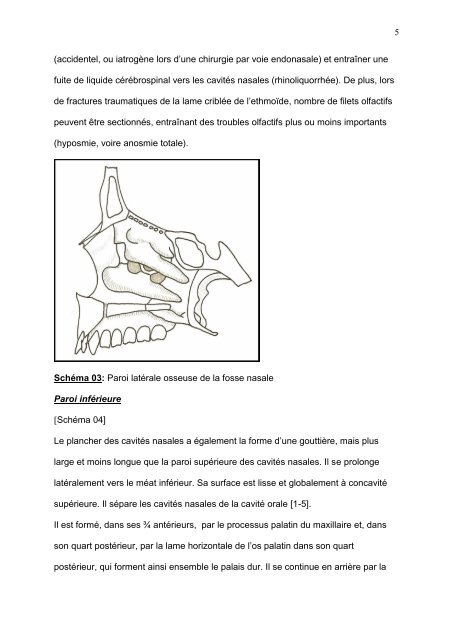 ANATOMIE des FOSSES NASALES et CAVITES SINUSIENNES ...