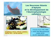 Les Neurones Géants d'Aplysie et le développement de l ... - Ens