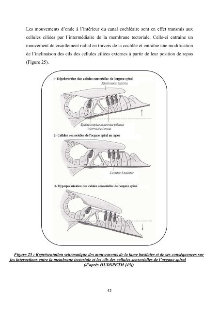 Les surdités acquises chez le chien et les moyens de ... - BEEP