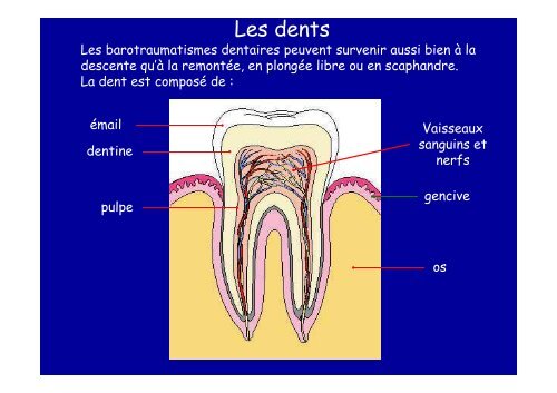 Les accidents bio-mécaniques