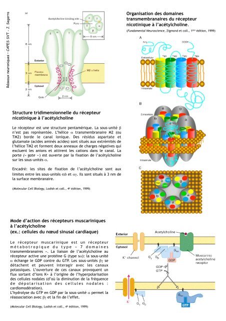 PL_Plan Cours Reseaux neuroniques 081120