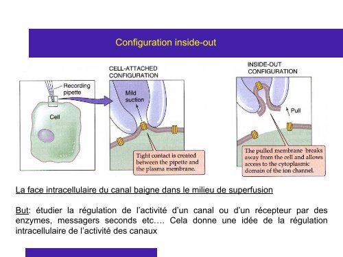 Cours 2 CP NCI 2012 - Département de biologie