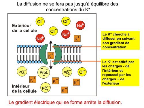 Cours 2 CP NCI 2012 - Département de biologie