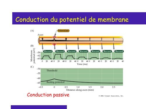 Cours 2 CP NCI 2012 - Département de biologie