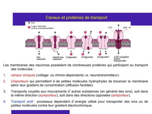 Cours 2 CP NCI 2012 - Département de biologie