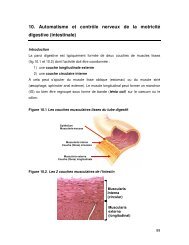 10. Automatisme et contrôle nerveux de la motricité digestive ...