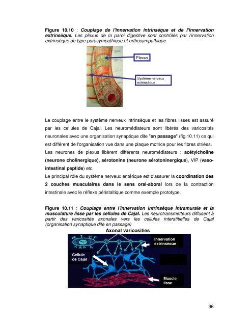 10. Automatisme et contrôle nerveux de la motricité digestive ...