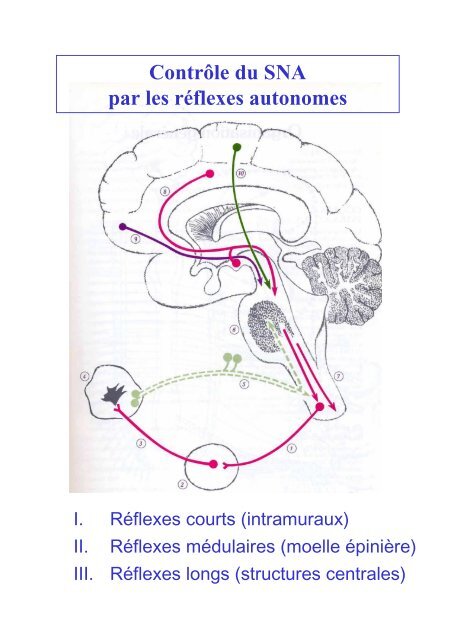 Système Nerveux Autonome