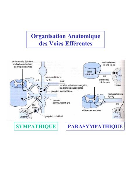 Système Nerveux Autonome