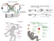 Système nerveux périphérique Somatique Végétatif Neurone ...