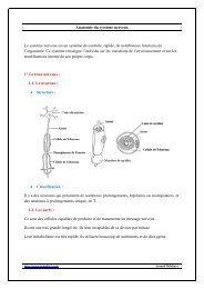 Anatomie du système nerveux - Arnobio2