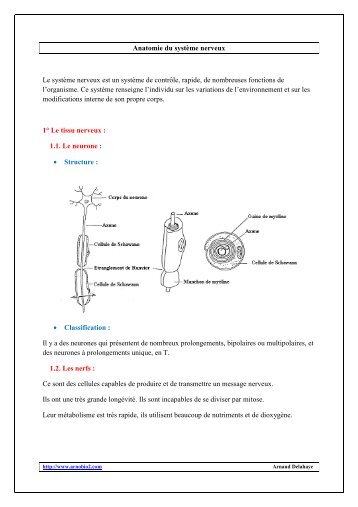 Anatomie du système nerveux - Arnobio2