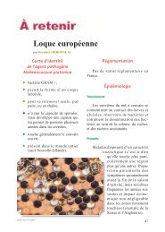 La loque européenne