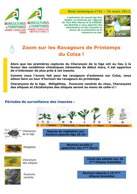 N°32 - Mars 2013 - Zoom sur les ravageurs de printemps du colza