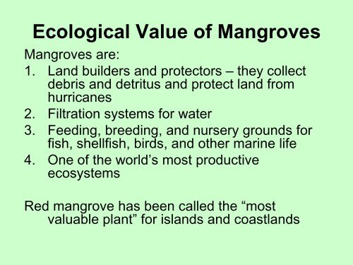 Mangroves - Bacalar