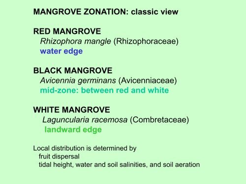 Mangroves - Bacalar