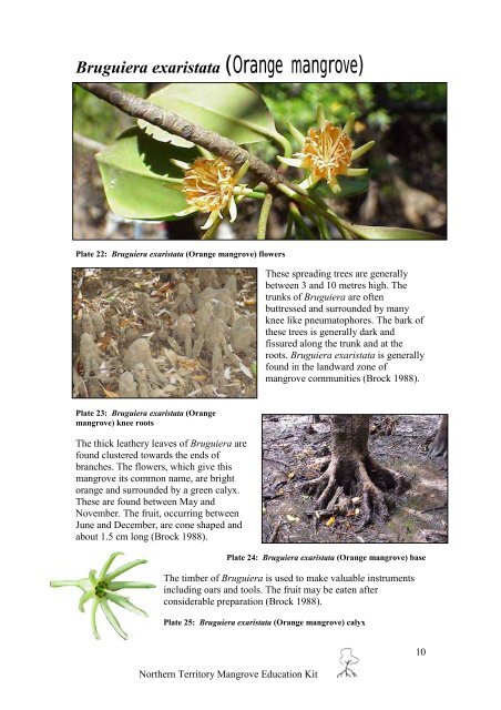 Mangroves in the Northern Territory - Department of Land Resource ...