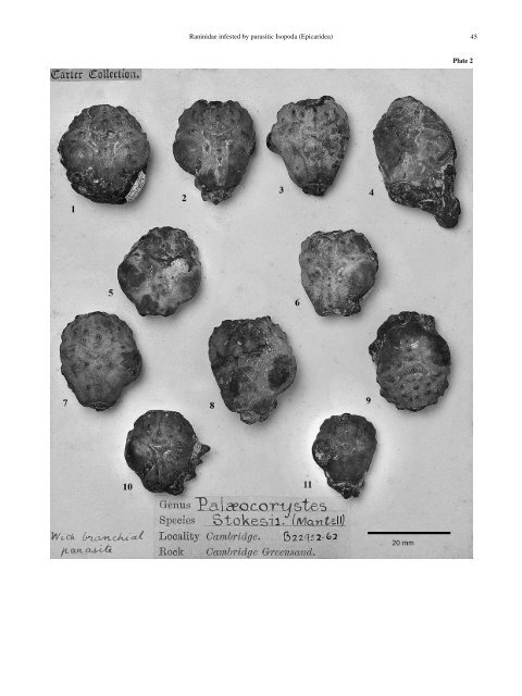 Raninidae infested by parasitic Isopoda (Epicaridea)