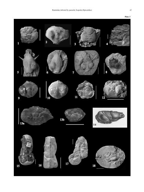 Raninidae infested by parasitic Isopoda (Epicaridea)