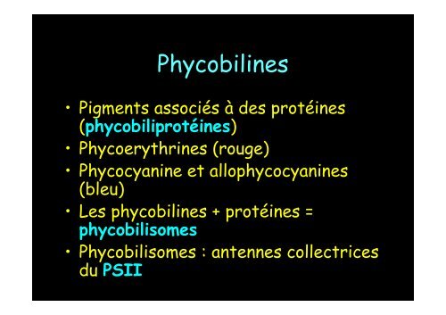 Cyanobactérie unicellulaire