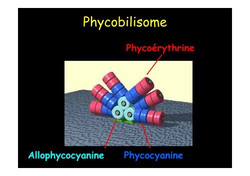 Cyanobactérie unicellulaire