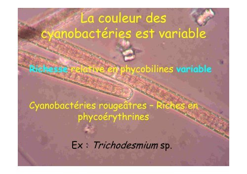 Cyanobactérie unicellulaire