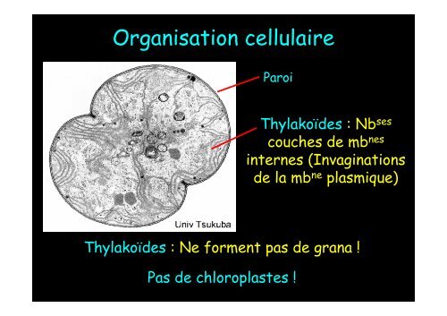 Cyanobactérie unicellulaire