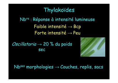 Cyanobactérie unicellulaire