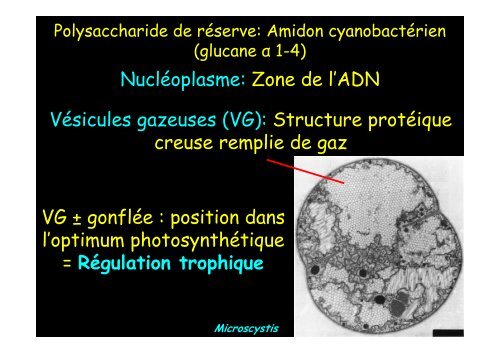 Cyanobactérie unicellulaire