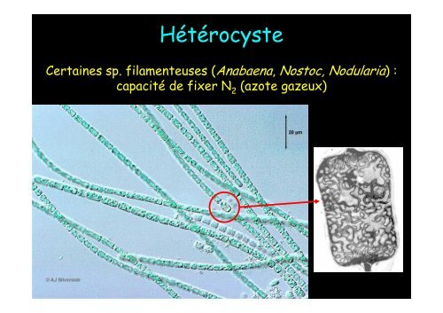 Cyanobactérie unicellulaire