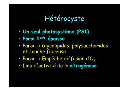 Cyanobactérie unicellulaire